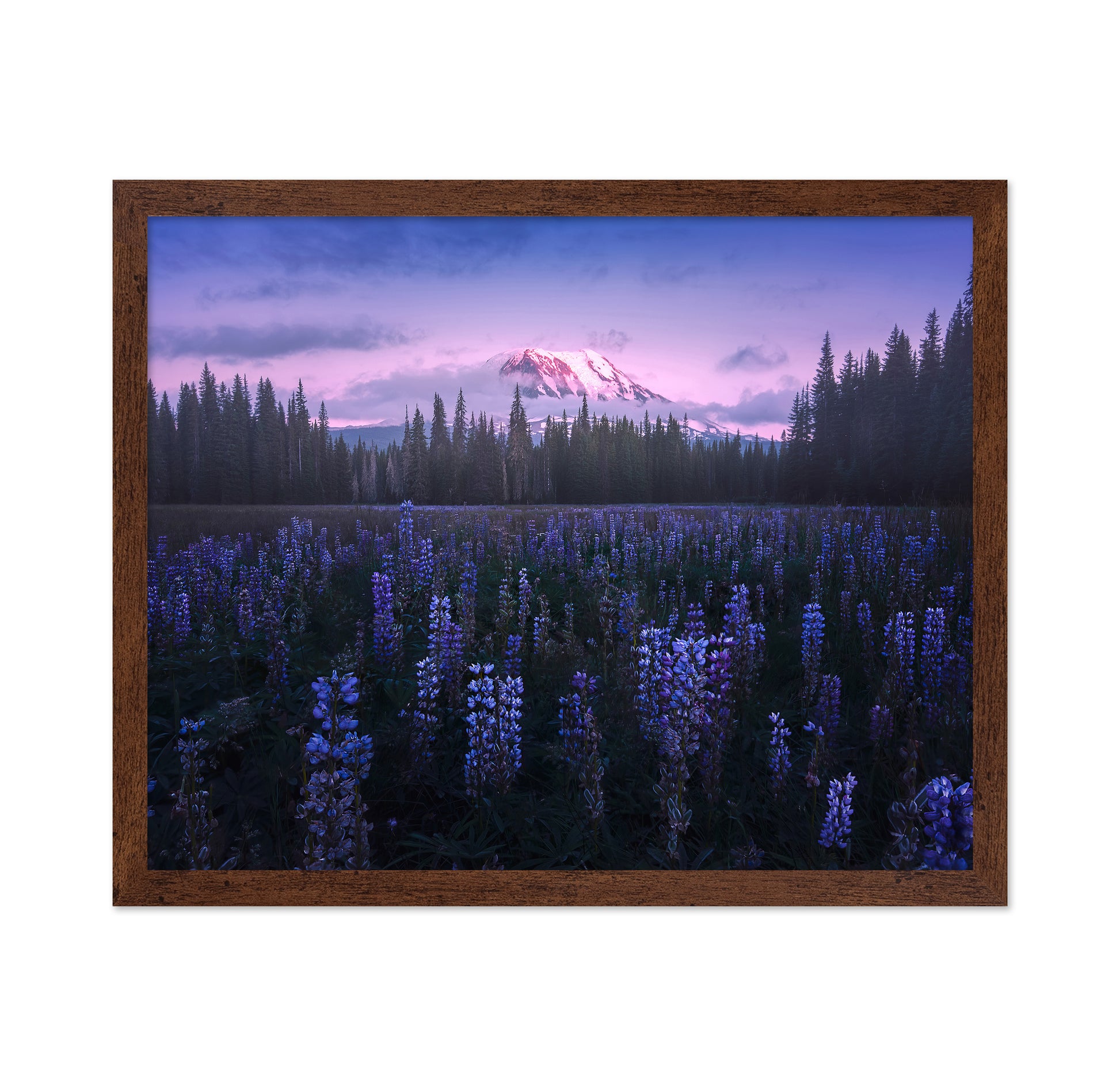 Adam's Lupine