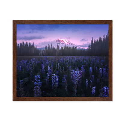 Adam's Lupine