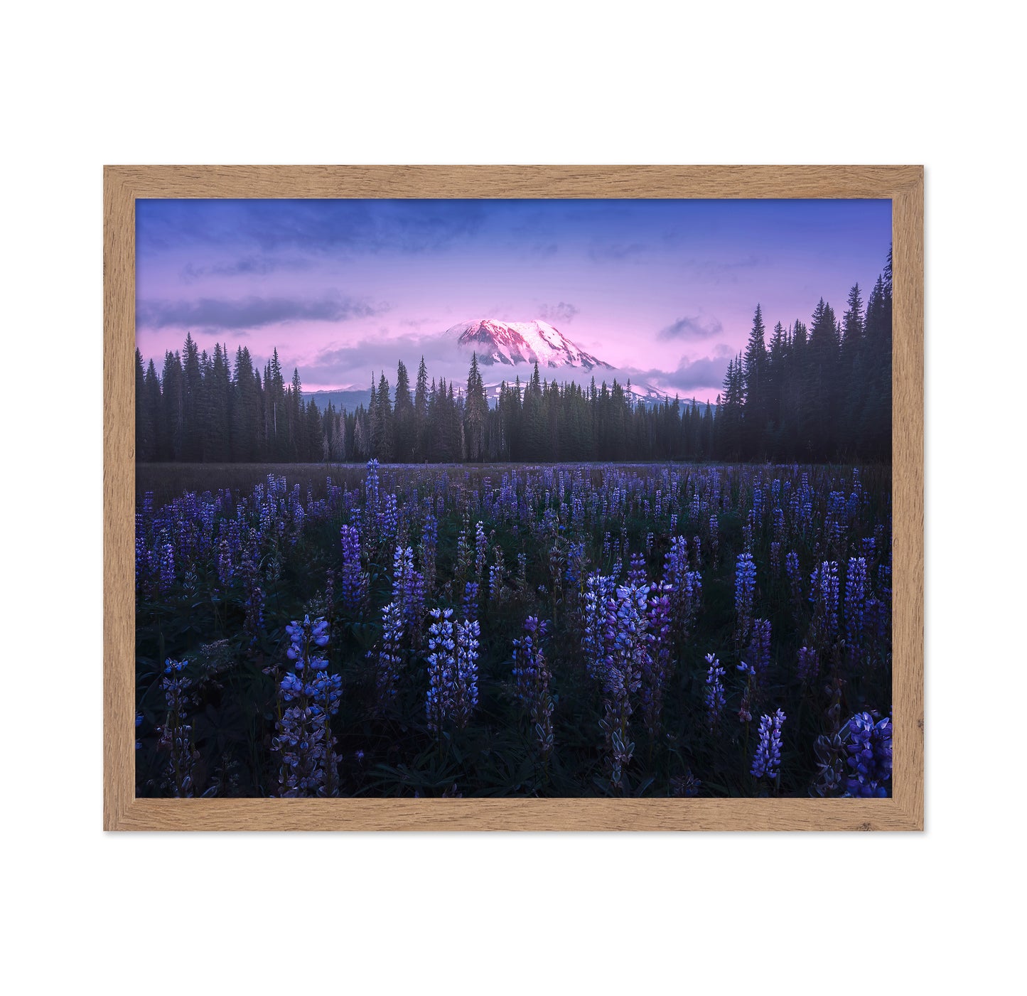Adam's Lupine