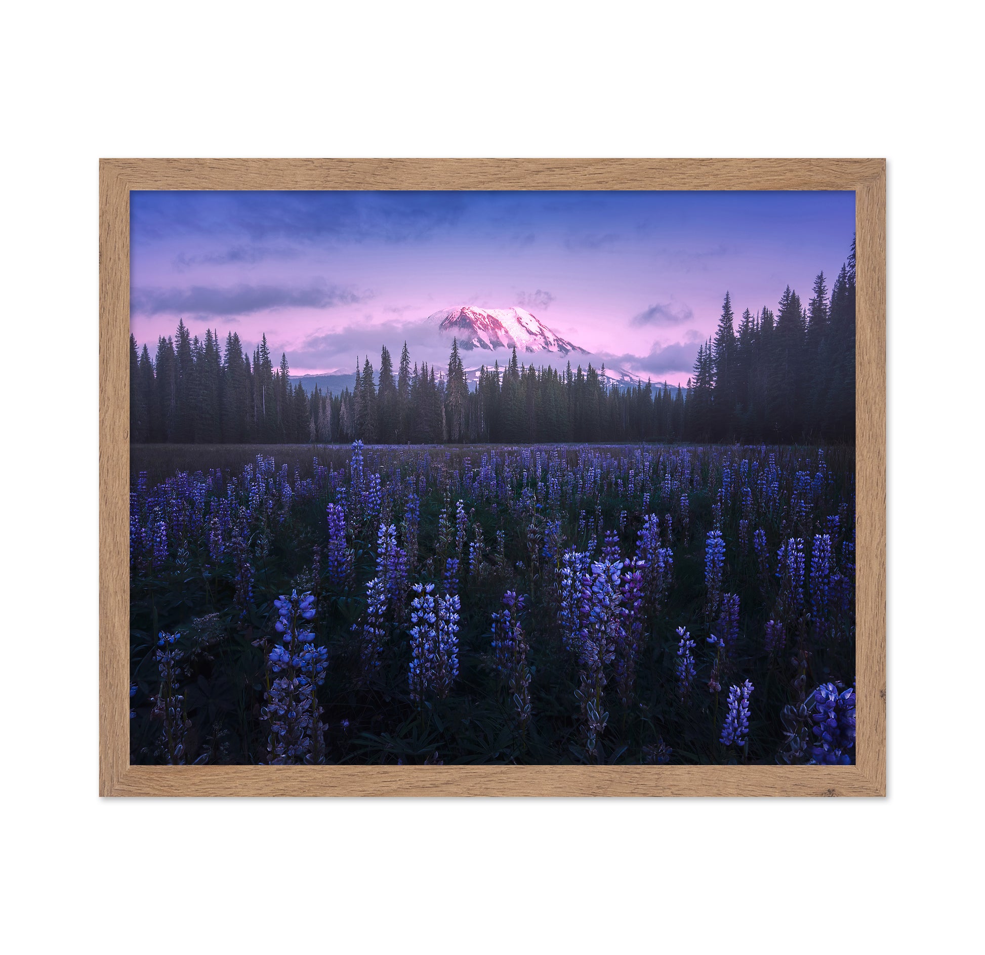 Adam's Lupine