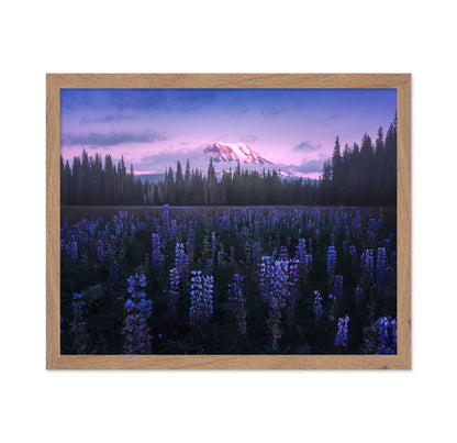 Adam's Lupine