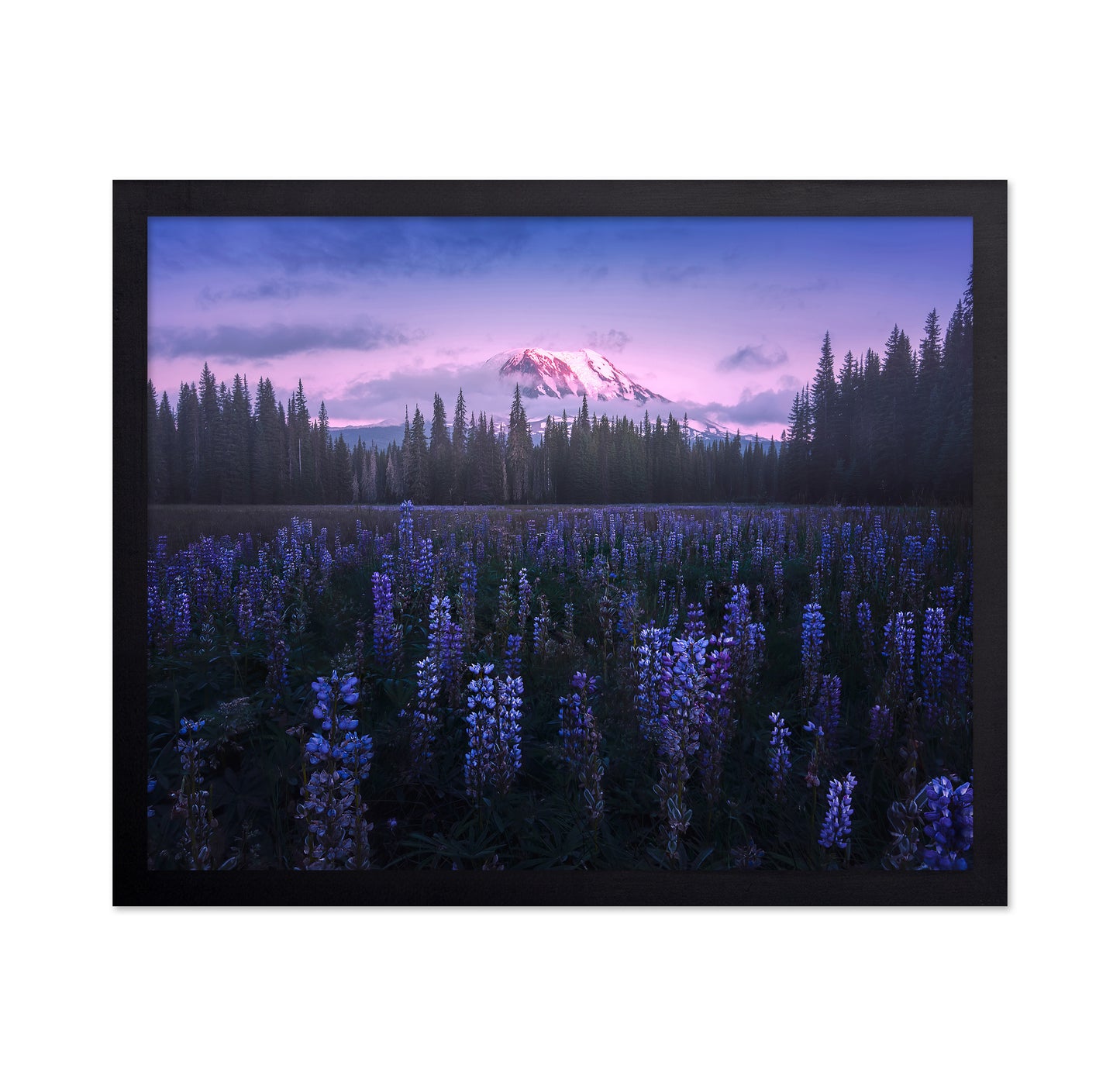 Adam's Lupine