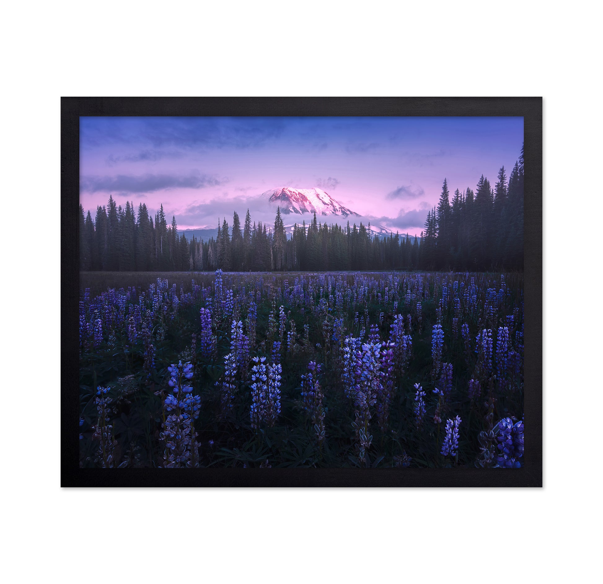 Adam's Lupine