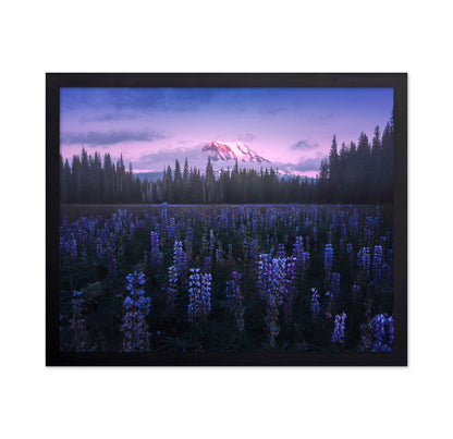 Adam's Lupine
