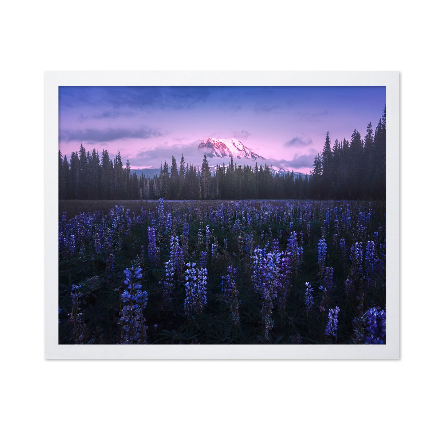 Adam's Lupine
