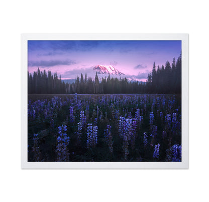 Adam's Lupine