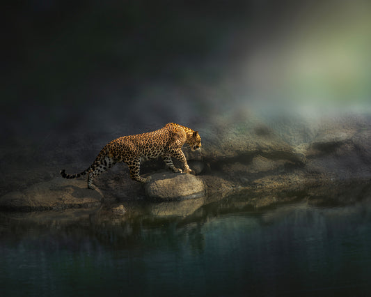 On the Prowl