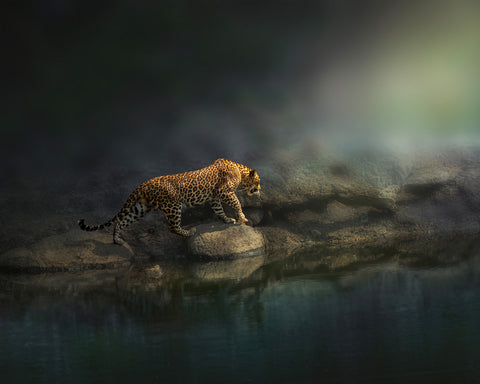 On the Prowl