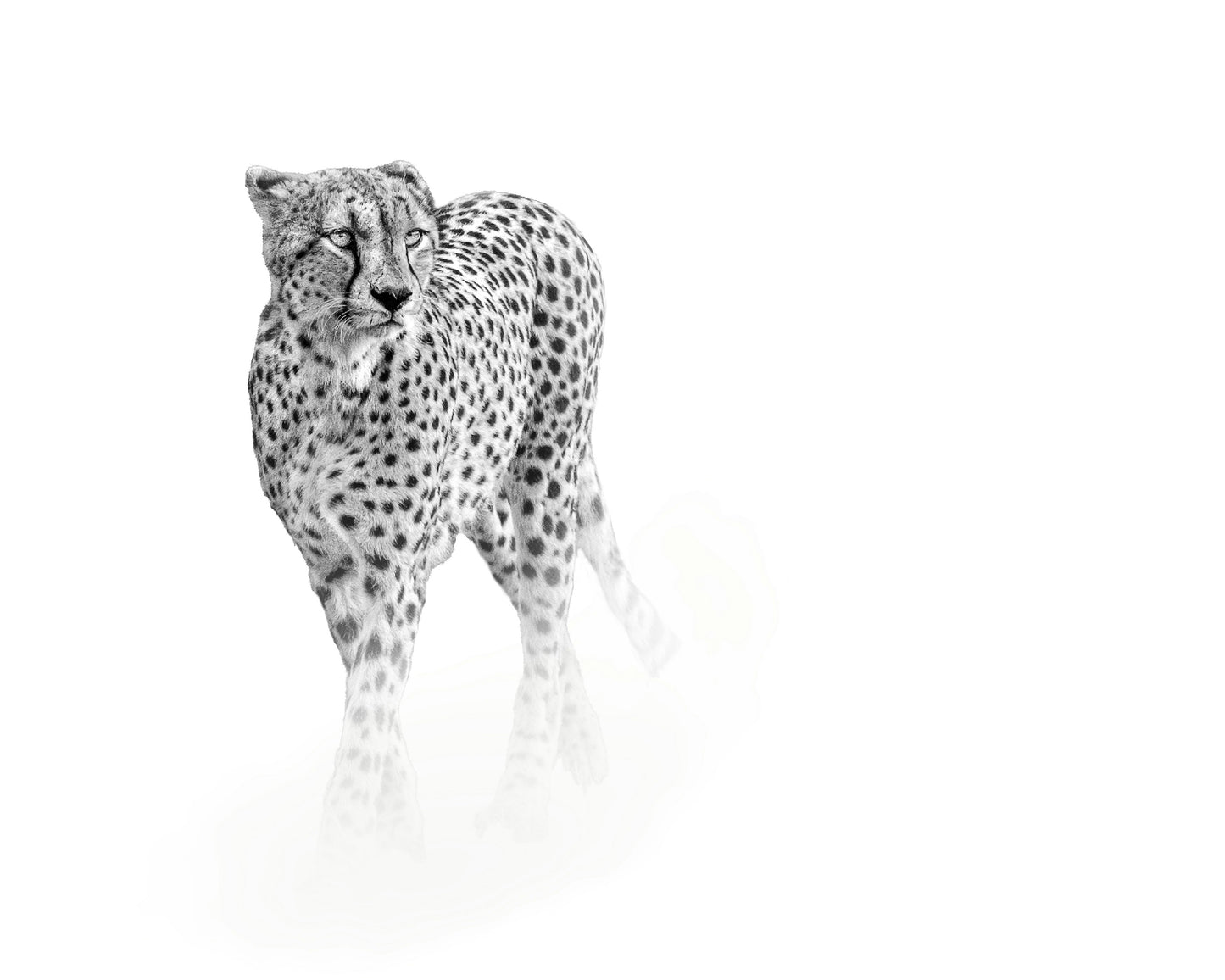 On Prowl