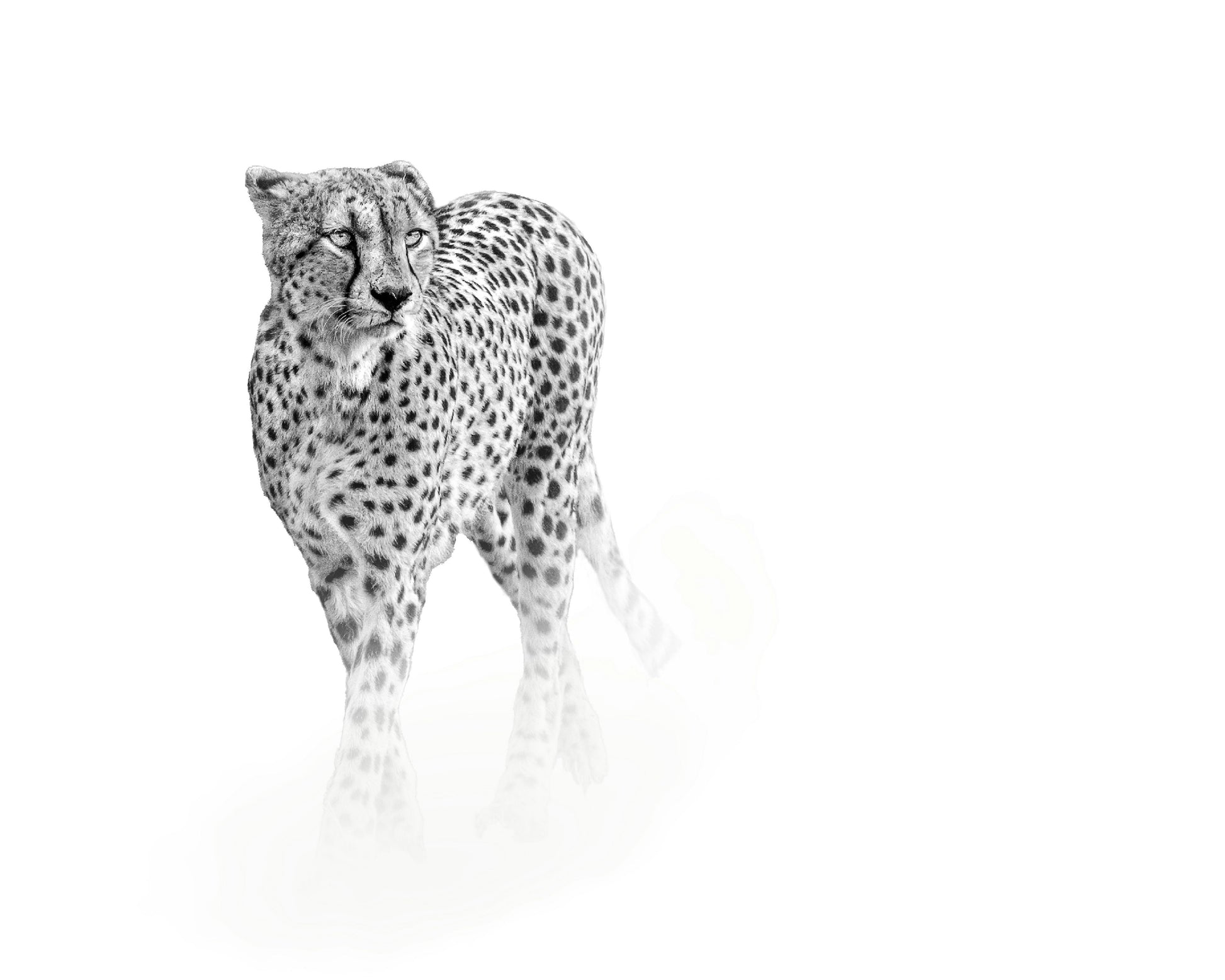 On Prowl