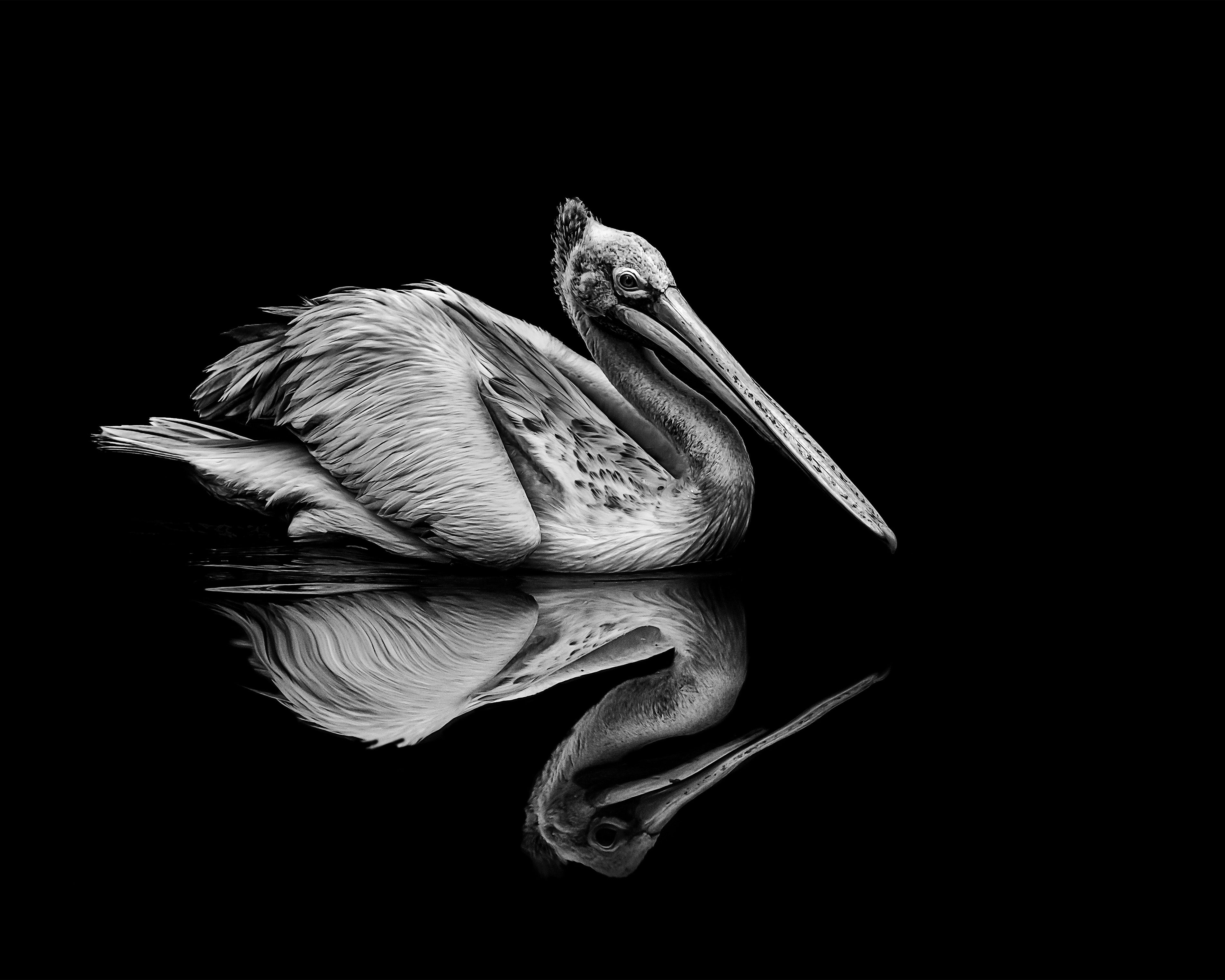 Reflection – Poster Master