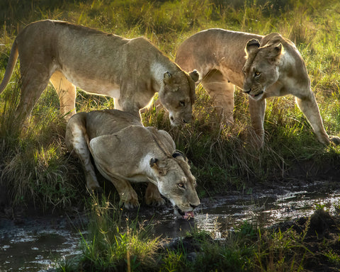 Quenching