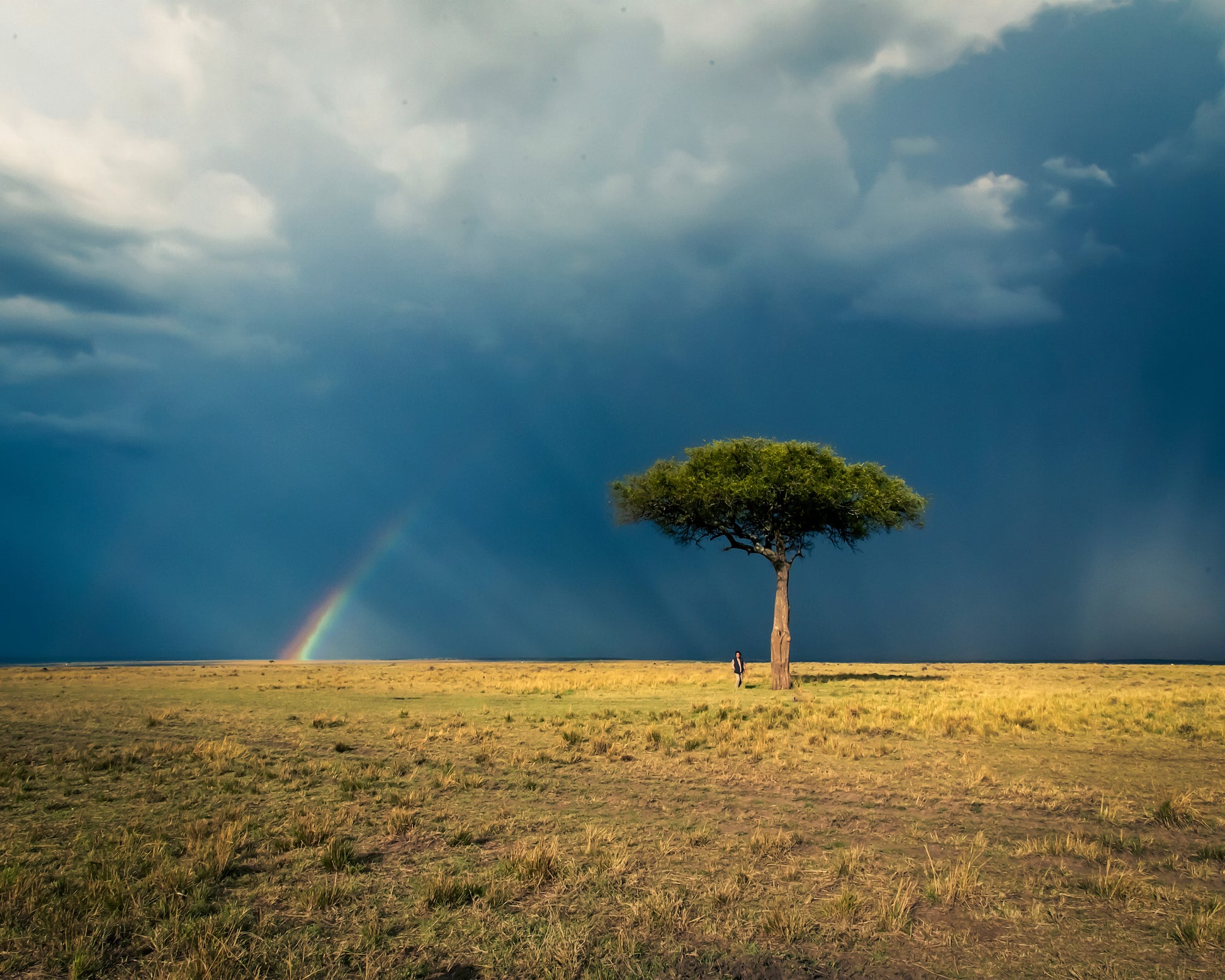 Ishara's Lone Tree