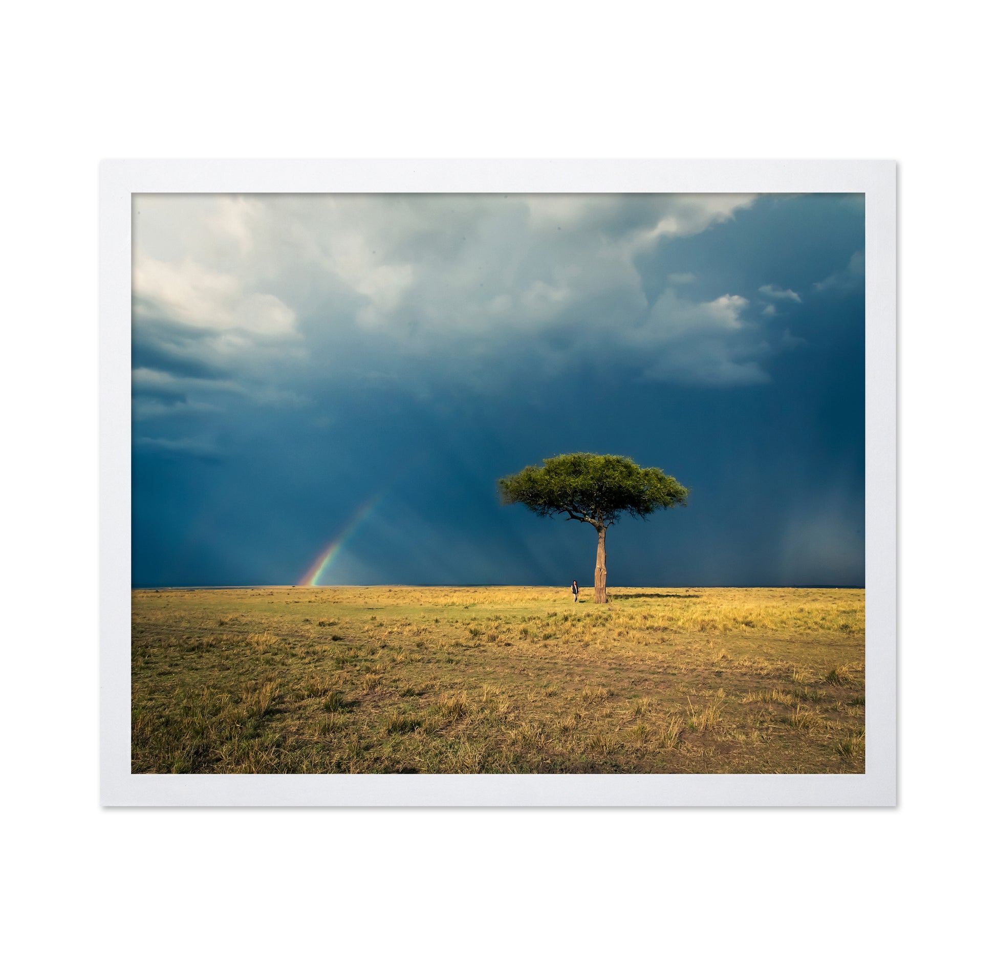 Ishara's Lone Tree