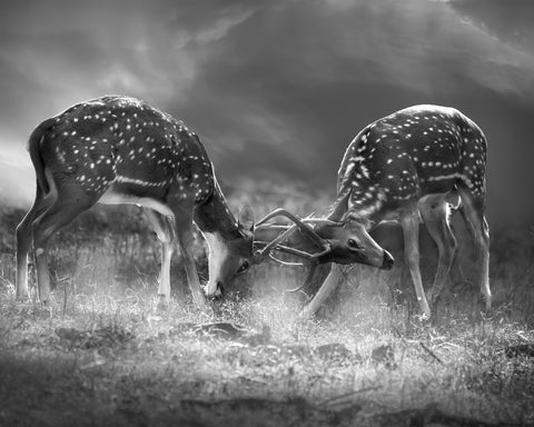 Battle for supremacy