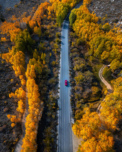 Into The Autumn