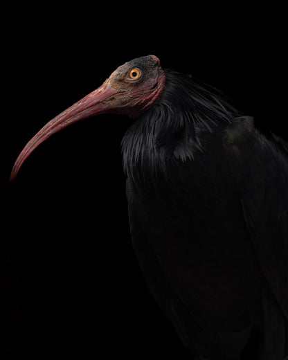 Ibis