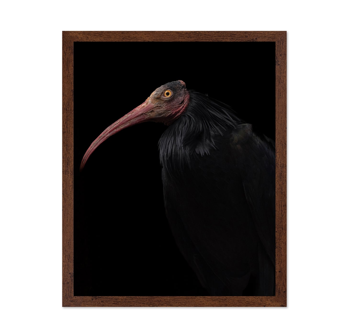 Ibis