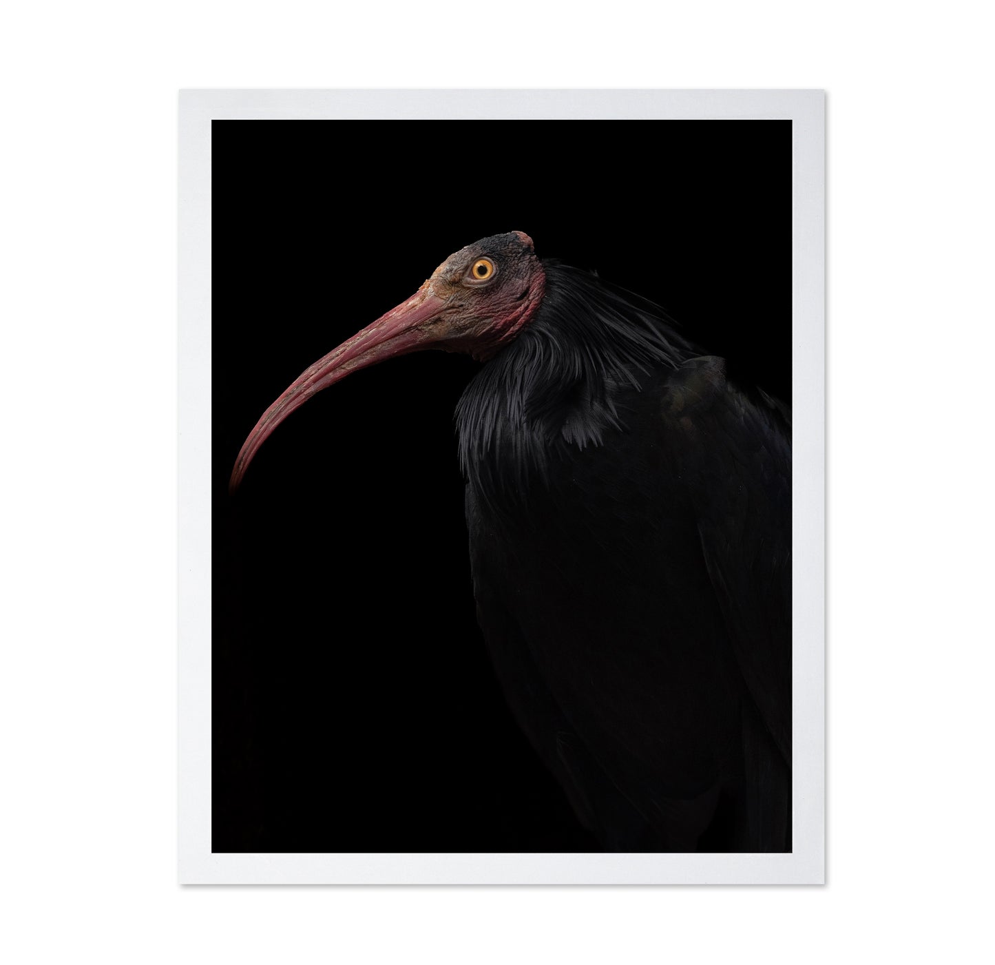 Ibis