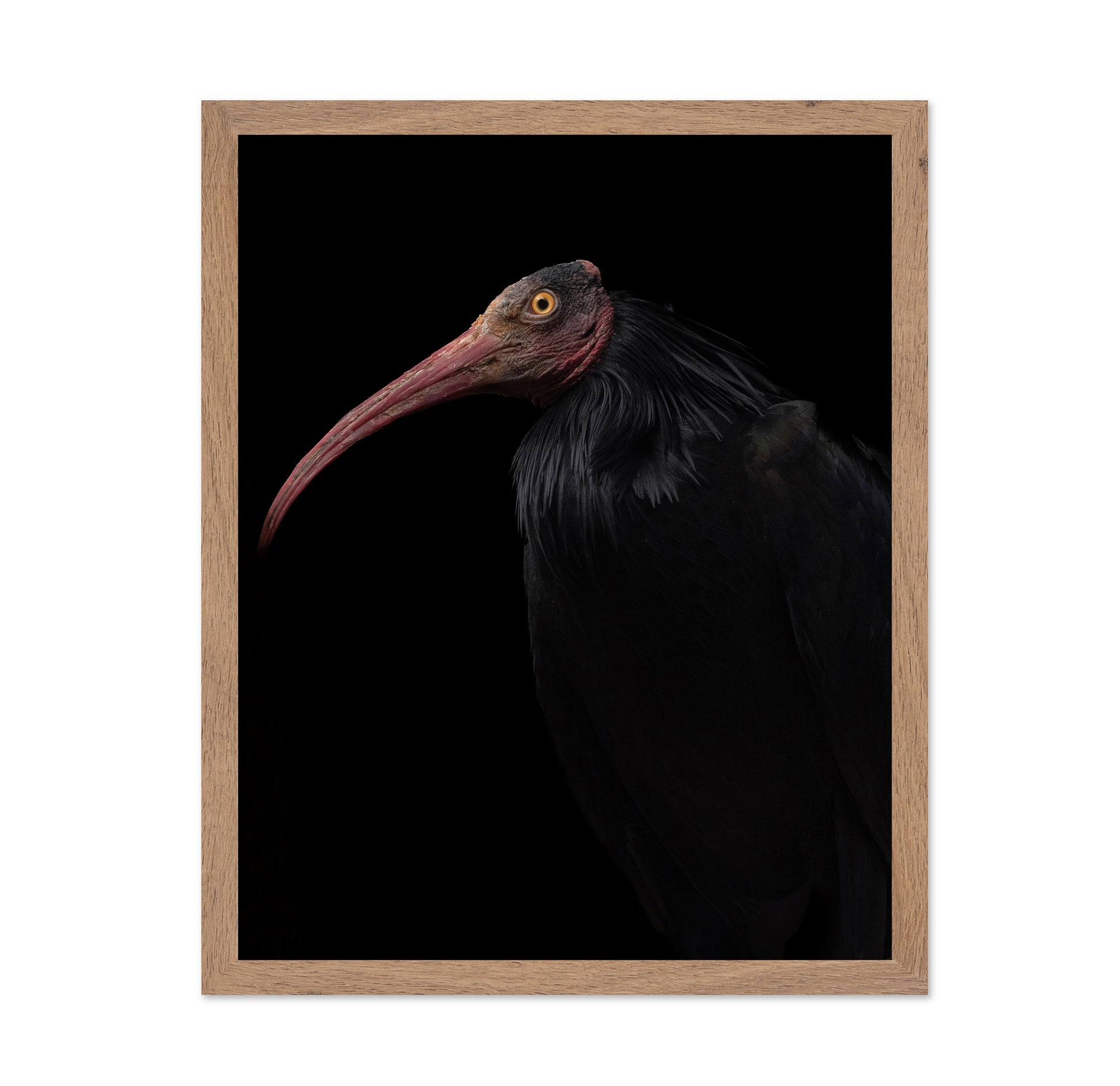 Ibis