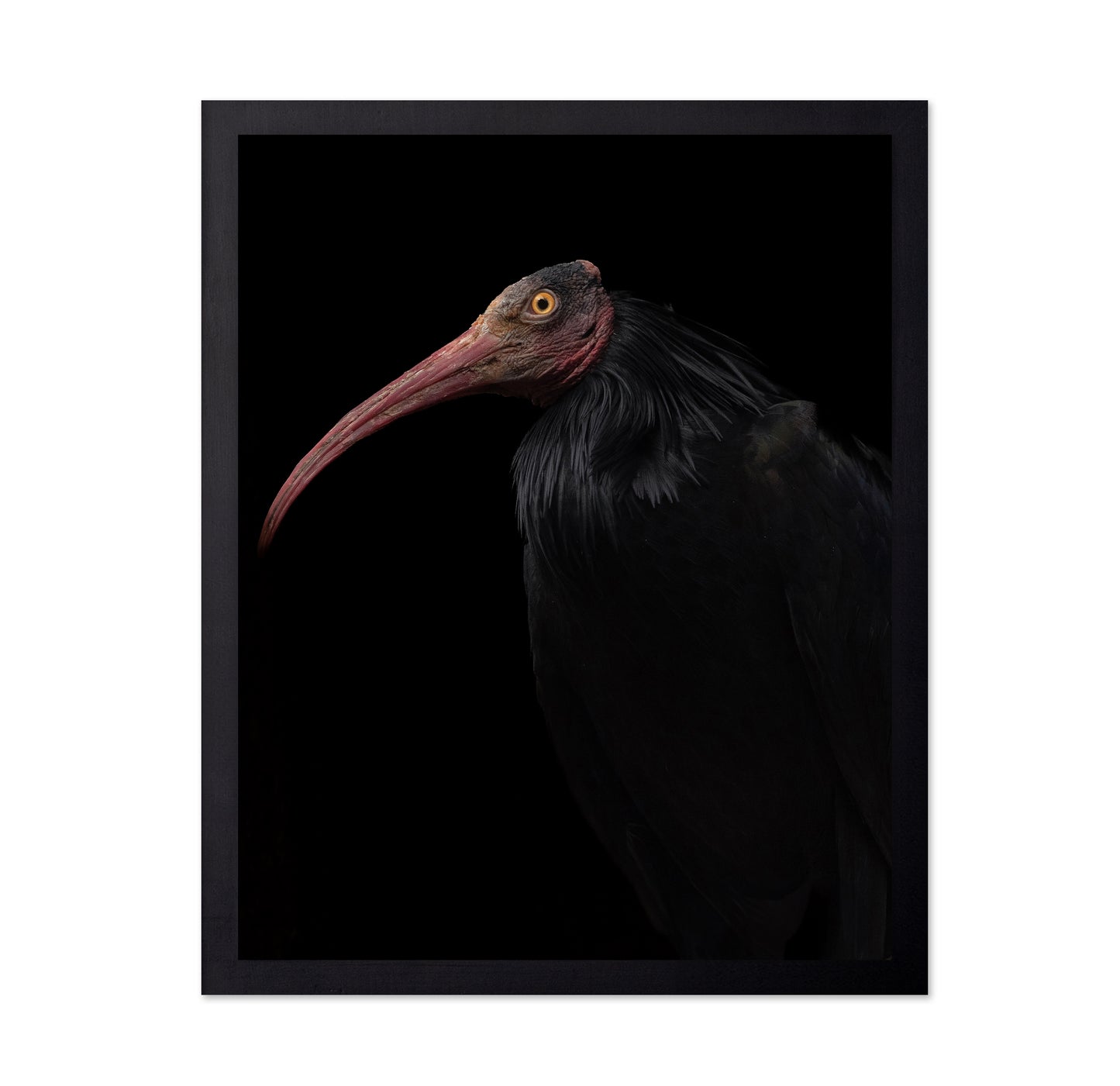 Ibis