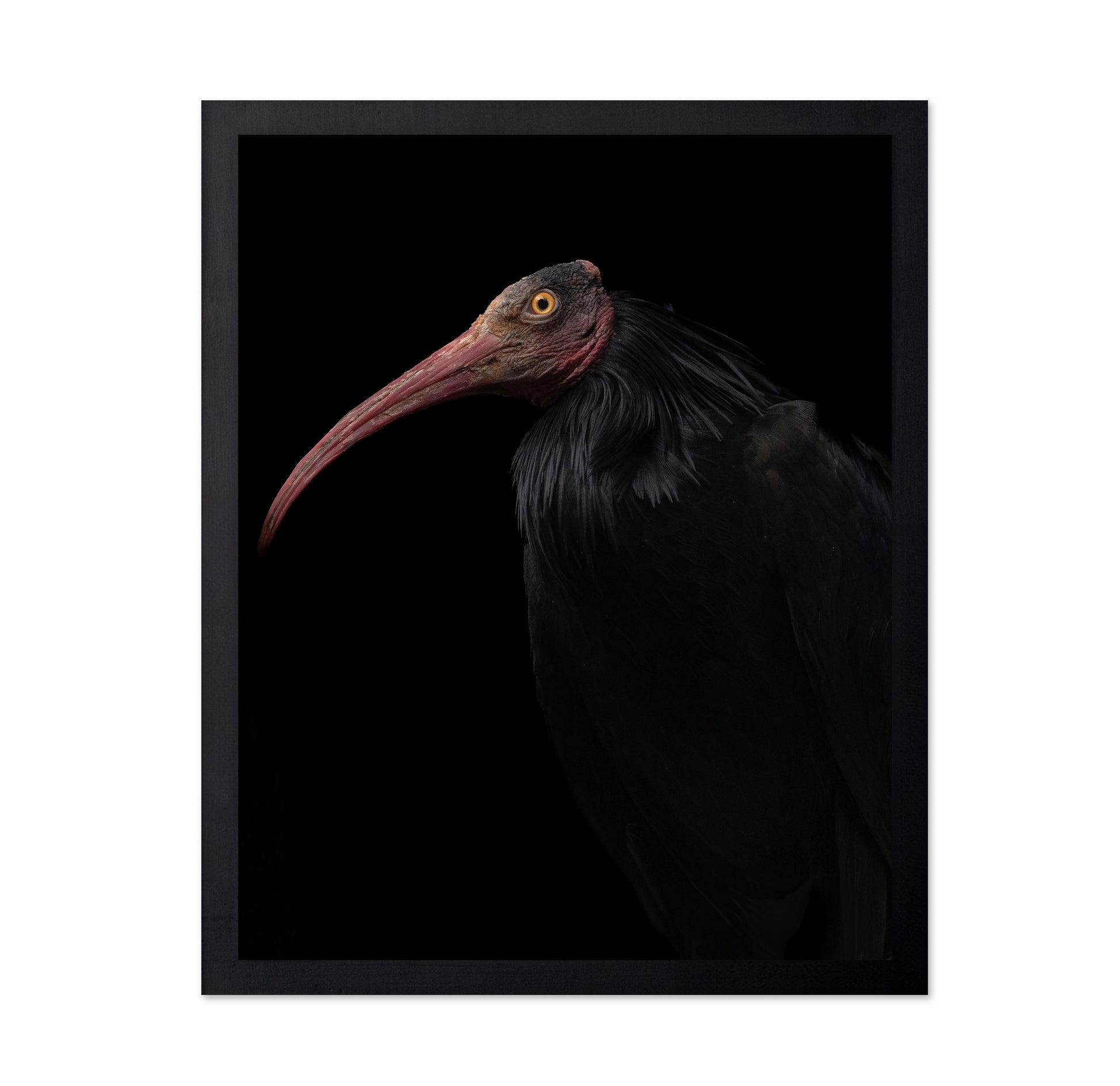 Ibis