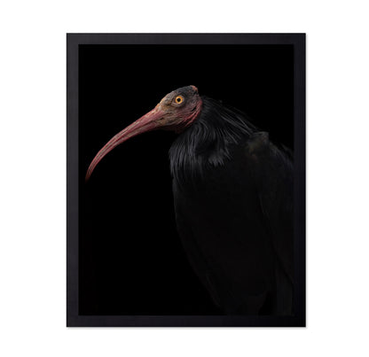 Ibis