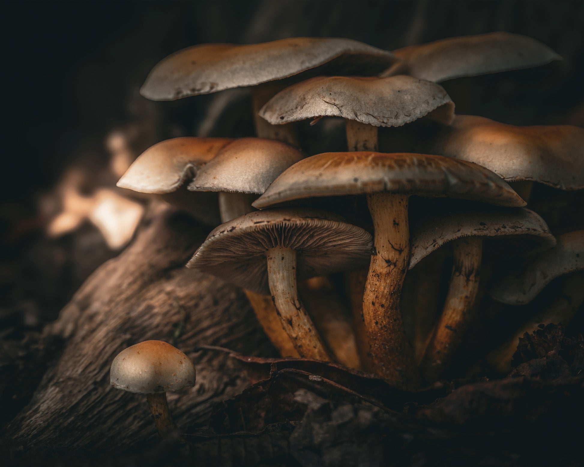 Little Brown Mushrooms