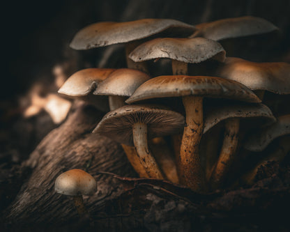 Little Brown Mushrooms