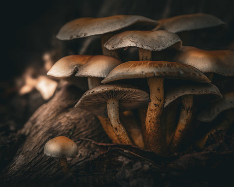 Little Brown Mushrooms