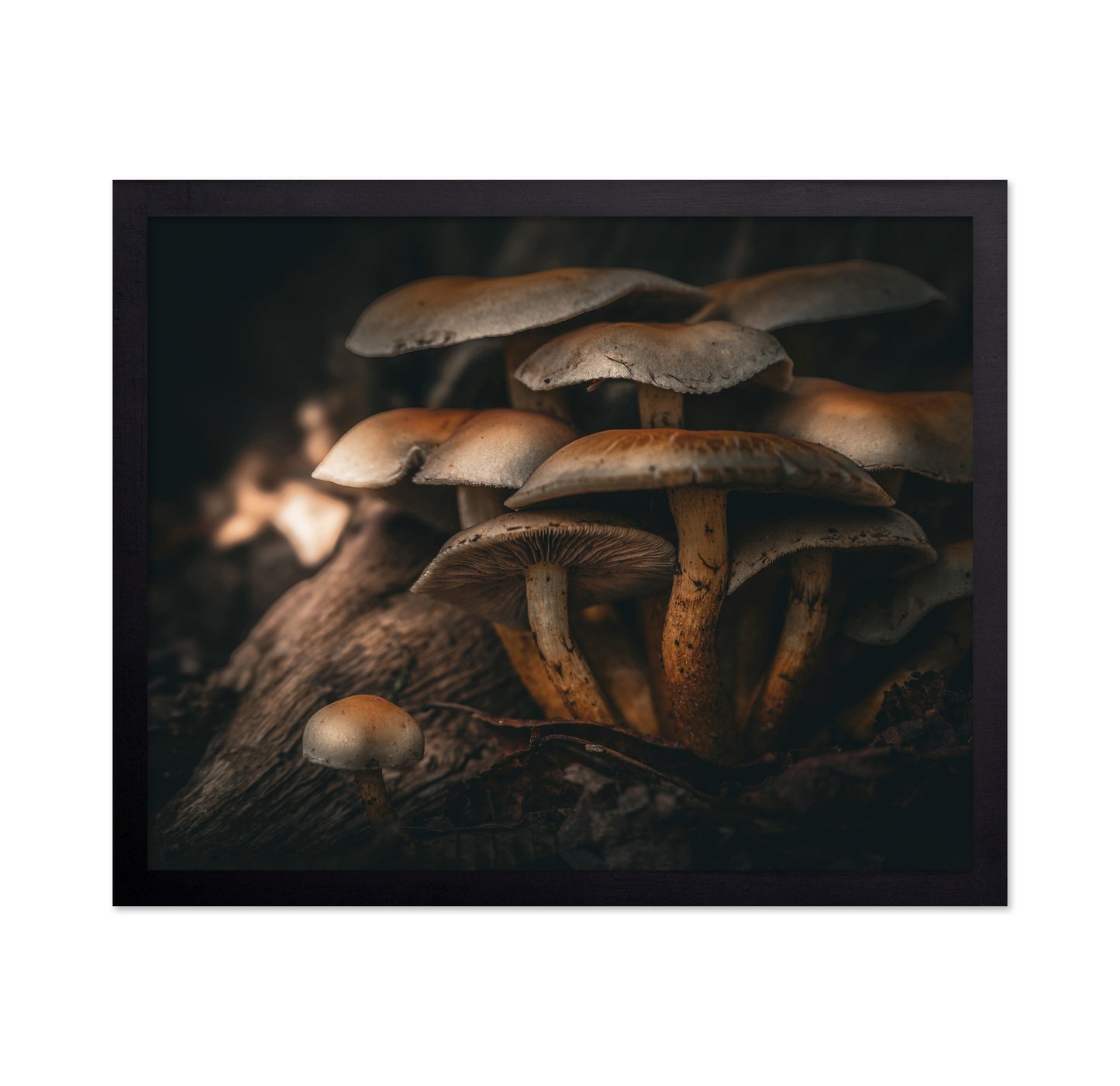 Little Brown Mushrooms