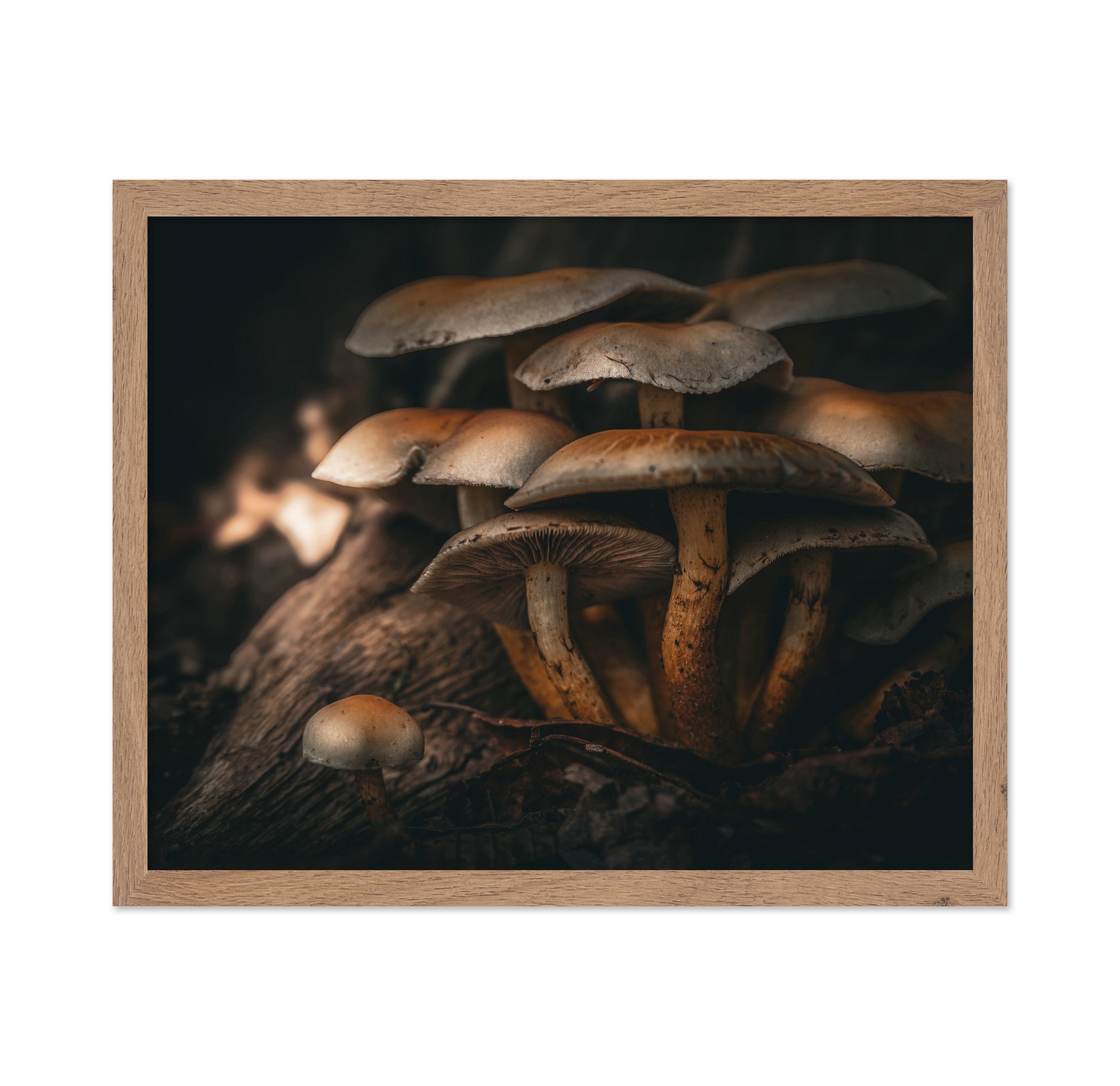 Little Brown Mushrooms