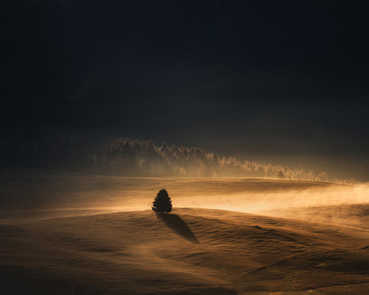 The Lonely Tree