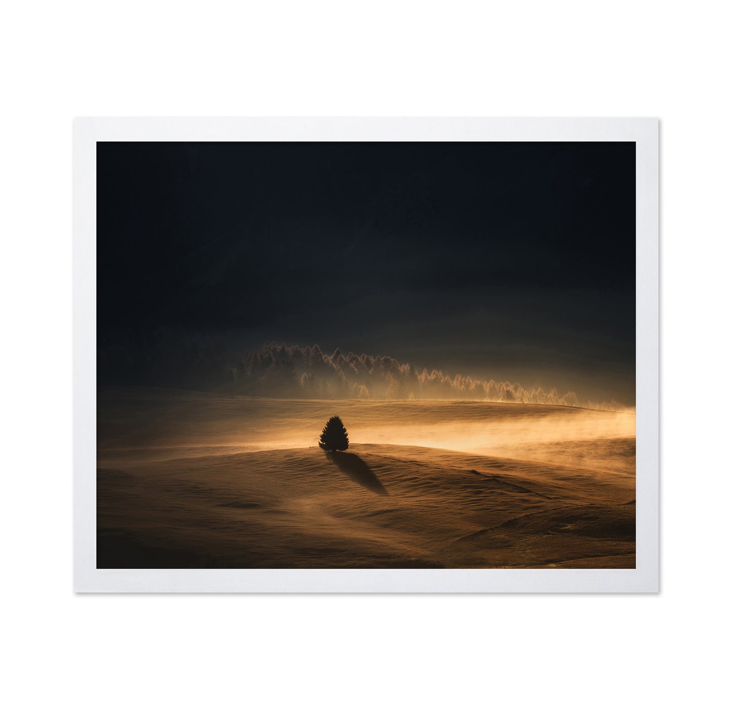 The Lonely Tree