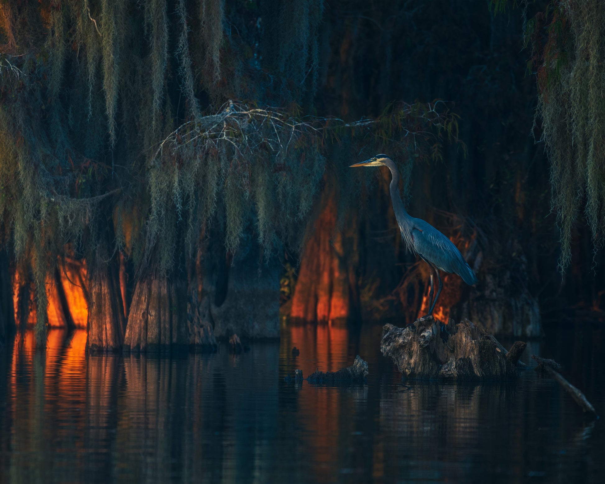 Swamp Scene
