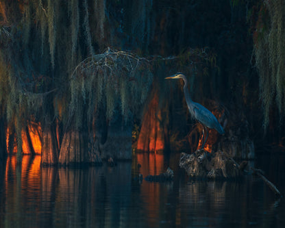 Swamp Scene