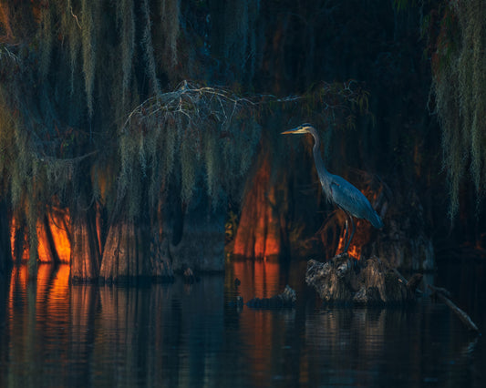 Swamp Scene