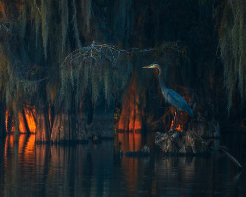 Swamp Scene