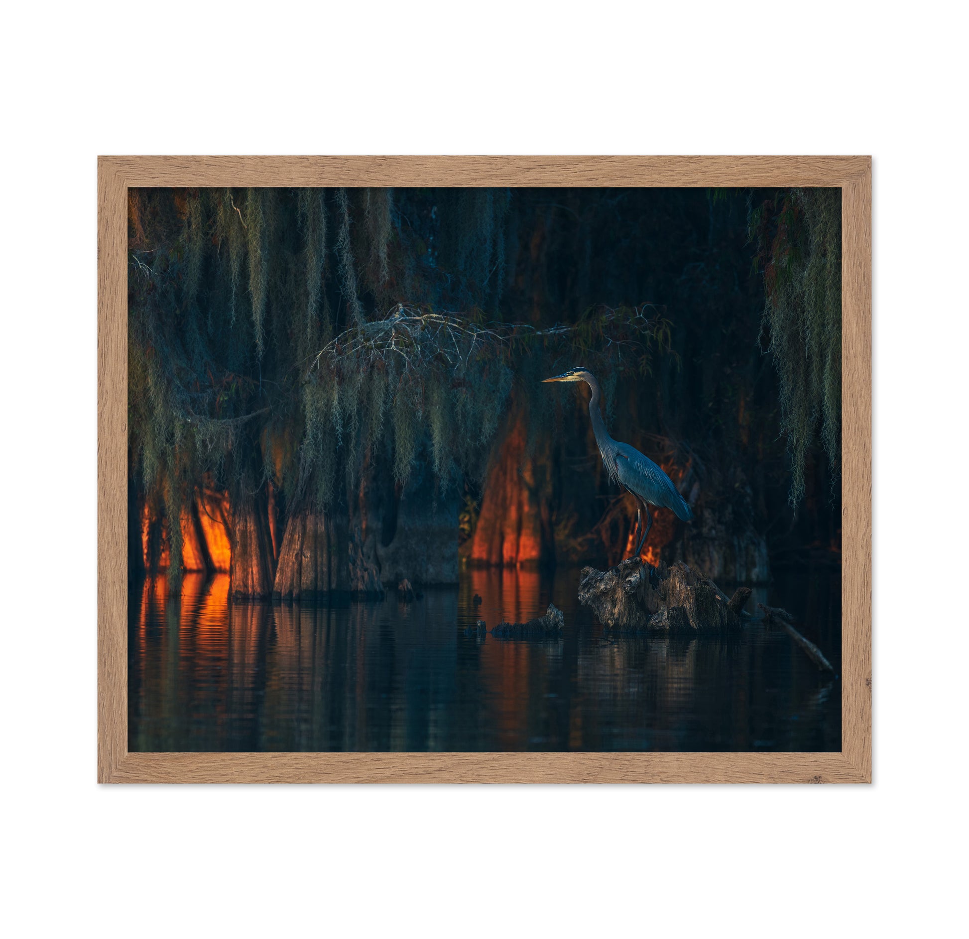 Swamp Scene