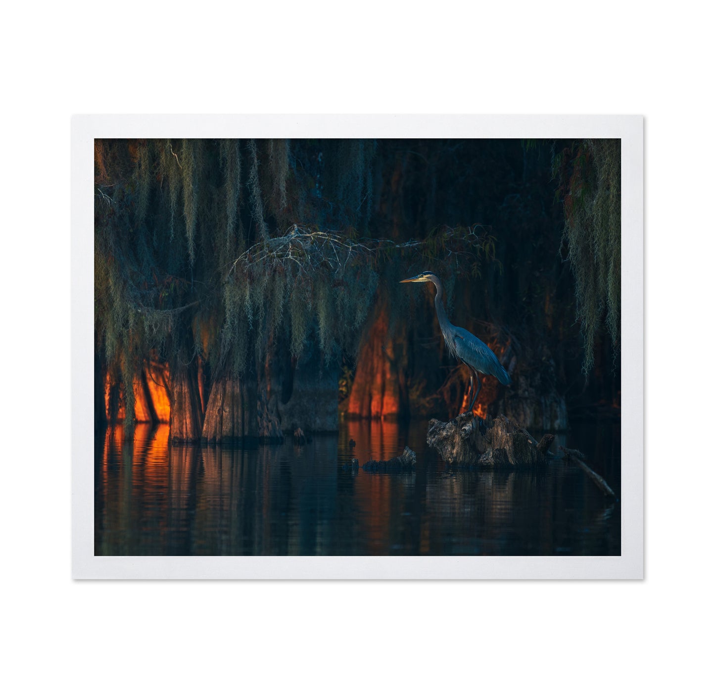 Swamp Scene