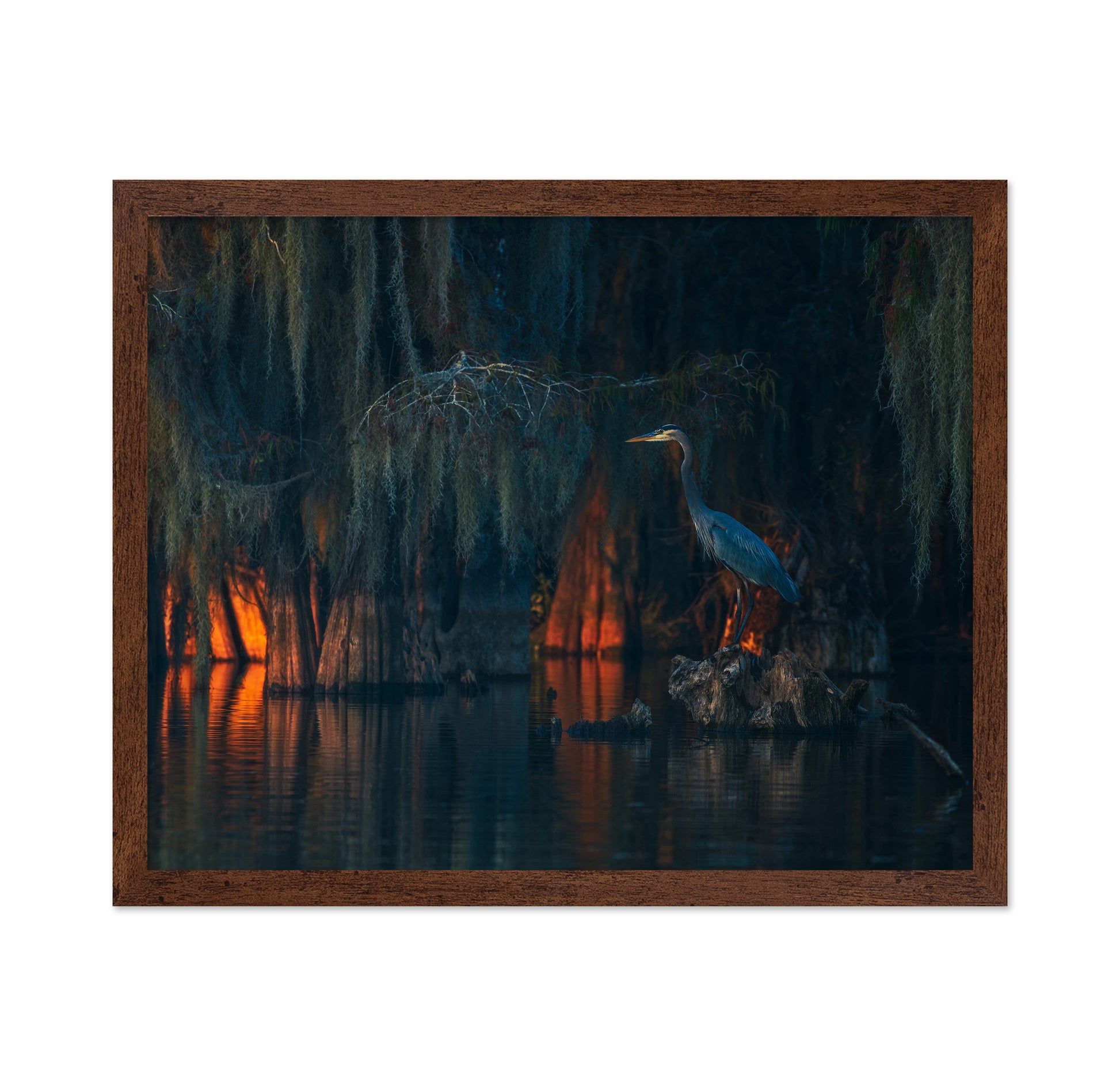 Swamp Scene