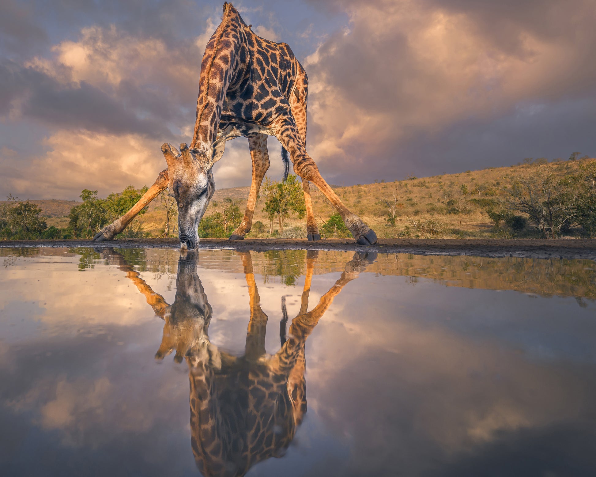 Wild Reflection