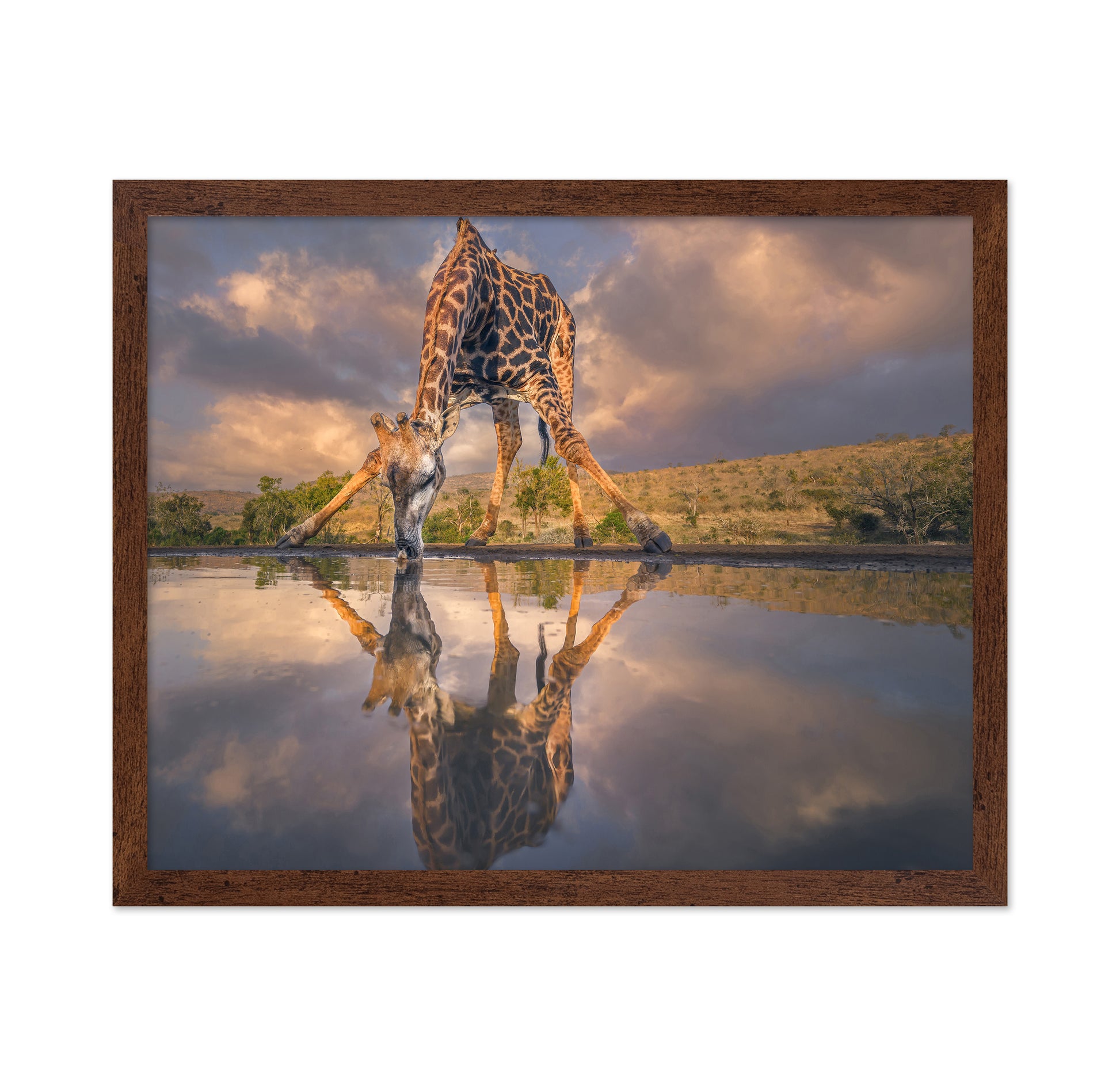 Wild Reflection