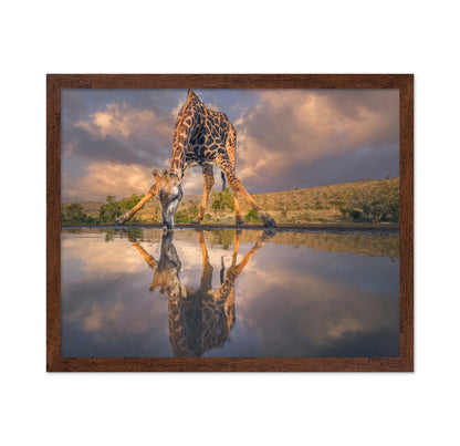 Wild Reflection