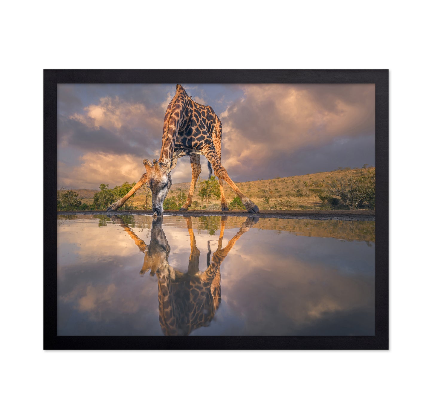 Wild Reflection