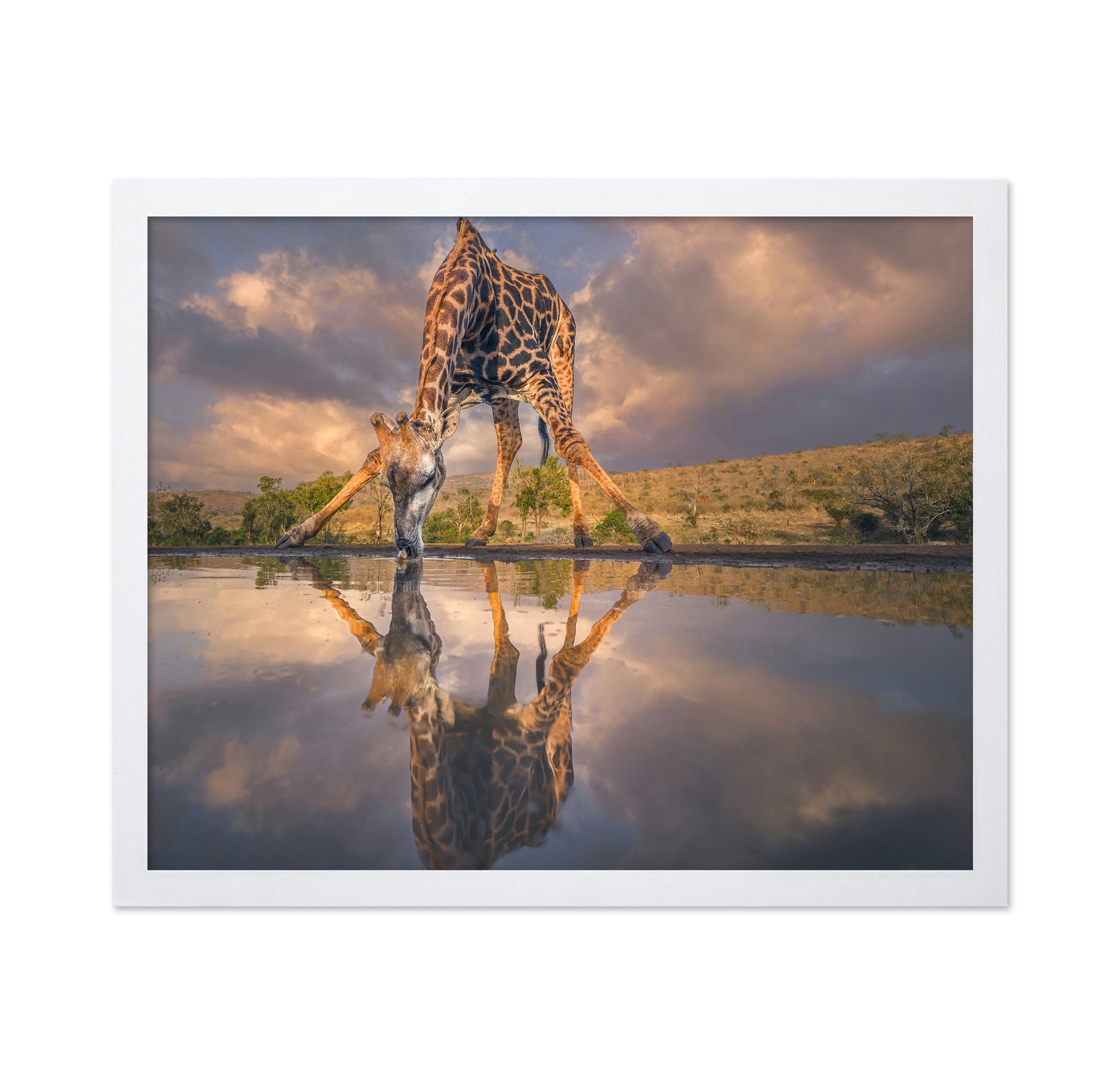 Wild Reflection