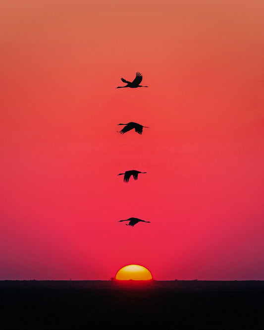 Sunset Birds