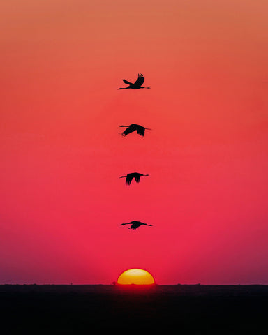 Sunset Birds