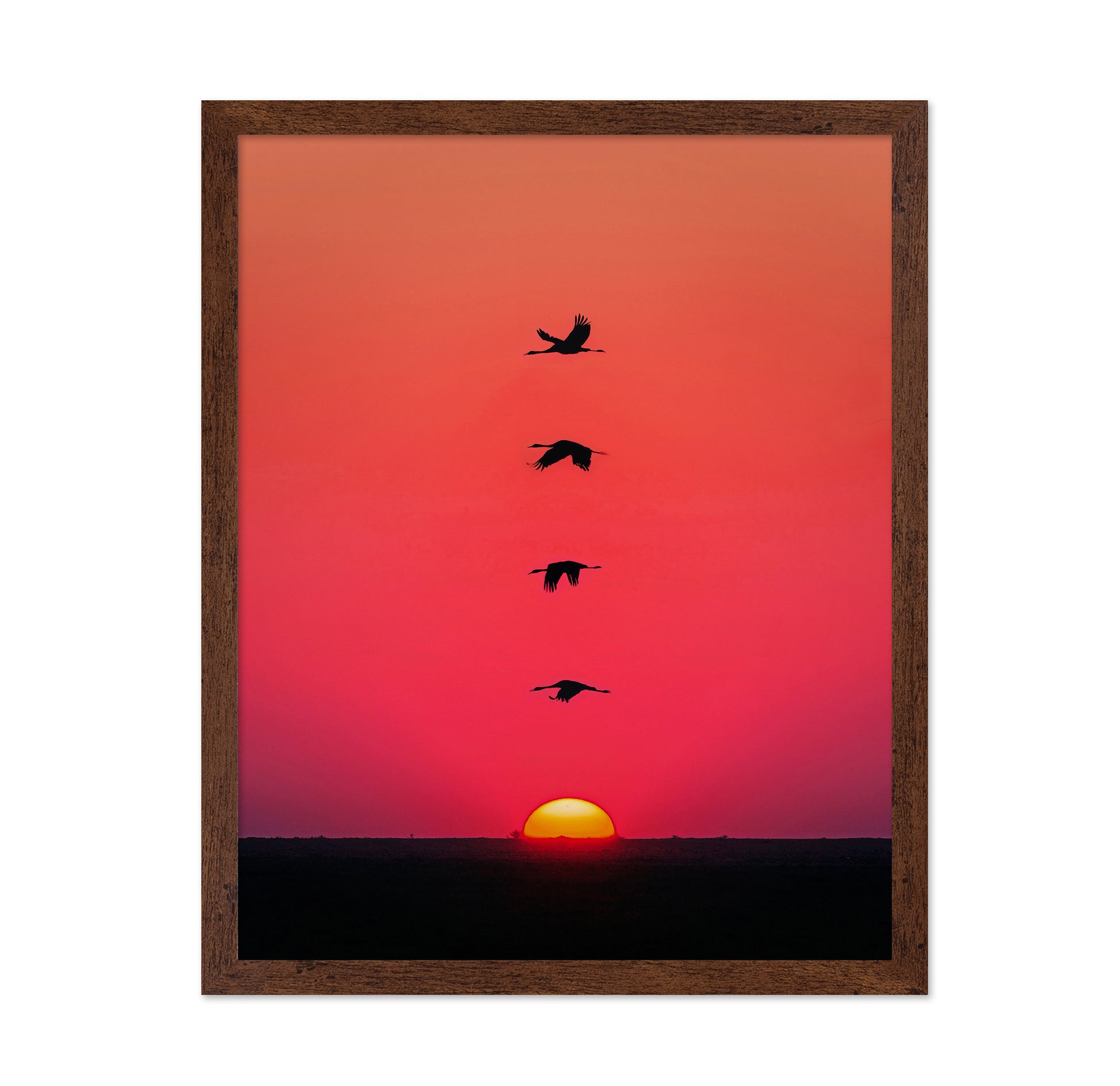 Sunset Birds