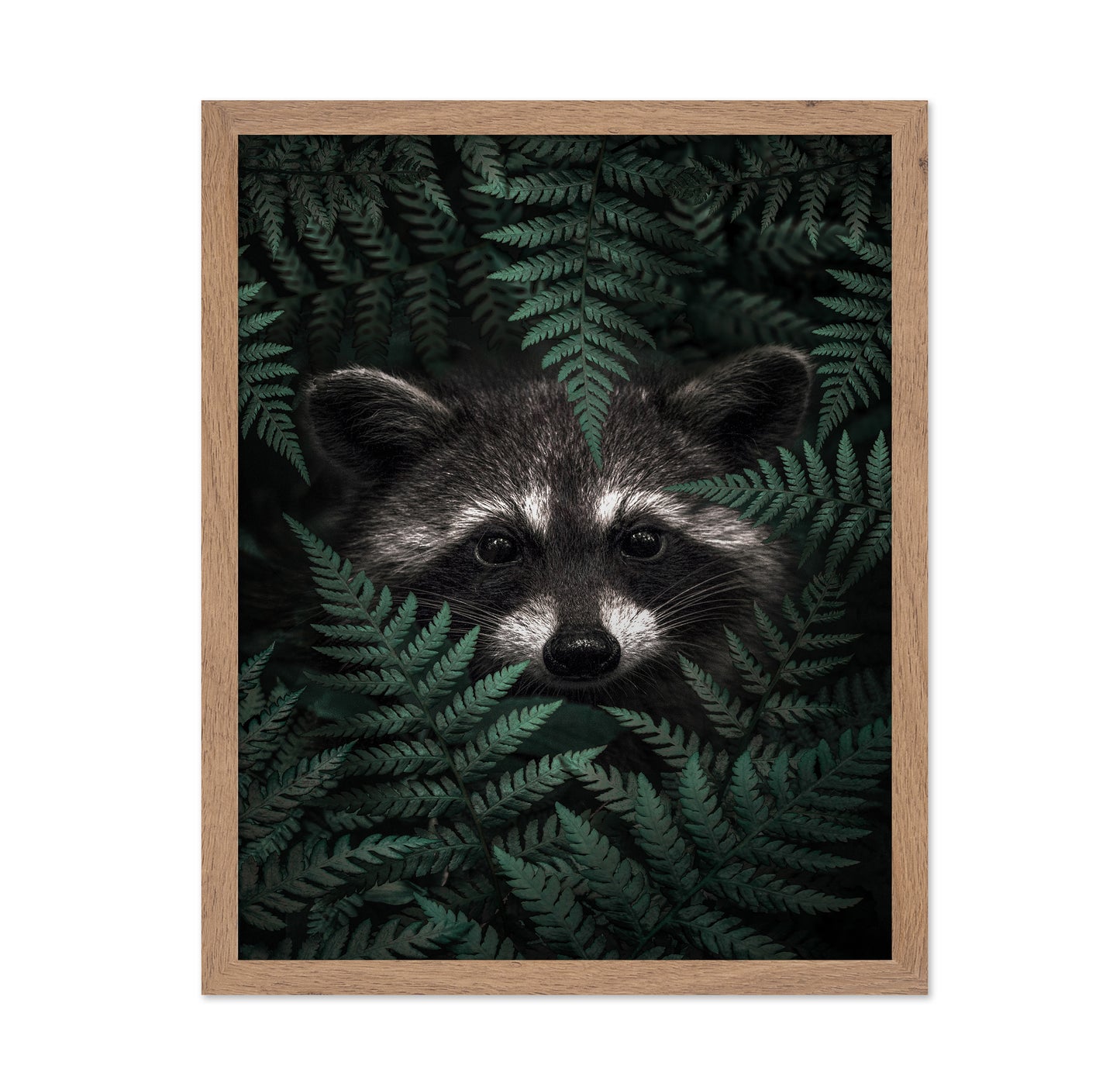 Raccoon In The Forest